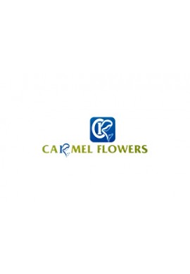 Carmel Flowers